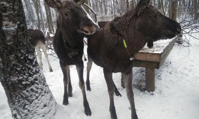 Истории со счастливым концом: ярославцы спасли шесть новорожденных лосят