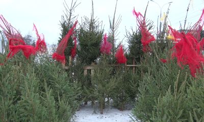 Новый год близко: выбираем лучшую елку