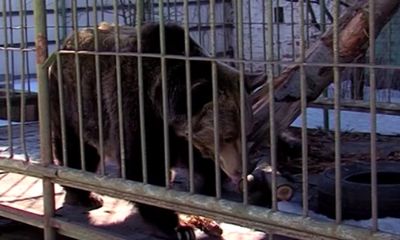 В Ярославской области зима наступила: медведица Маша ушла в спячку