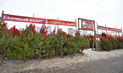 В Ярославле работают десять елочных базаров