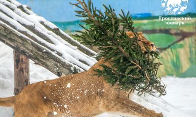 Ярославский зоопарк вновь начал принимать от населения живые елки