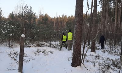 В Ярославской области выявили один случай незаконной вырубки елей