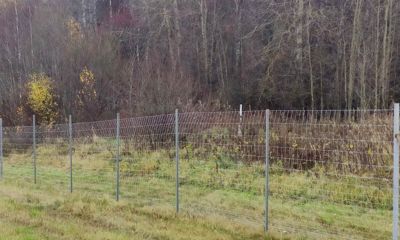 В Ярославской области ведутся работы по предотвращению ДТП с дикими животными