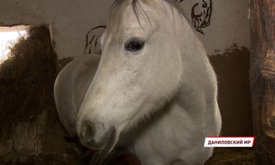 Ярославское общество защиты животных получило очередной президентский грант