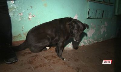 За жесткое обращение с животными могут появиться административные штрафы