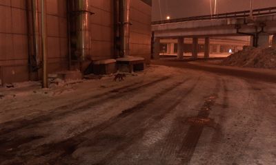 В Ярославле заметили «законопослушную» лису