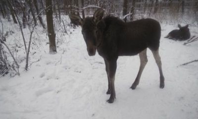 В Ярославской области задержали мужчину, подстрелившего лося у дороги