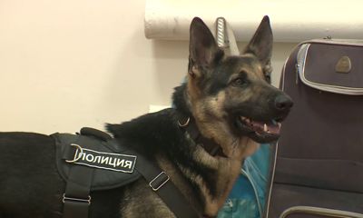 Ярославские служебные собаки продемонстрировали свои навыки