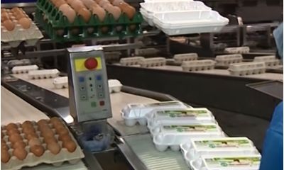 Птицеводы сообщили о желании продавать торговым сетям яйца дороже на десять процентов