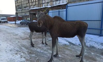 Двое лосей совершили пробежку и неспешный променад по Рыбинску