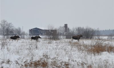 Ярославских водителей предупреждают: риск ДТП с участием диких животных станет выше