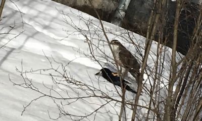 В Ярославле ястреб-тетеревятник добыл ворону