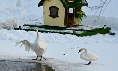 В Карякинском парке Рыбинска поселились лебеди