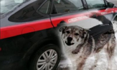 СК проверит информацию о нападении собаки на ребенка в Ярославле