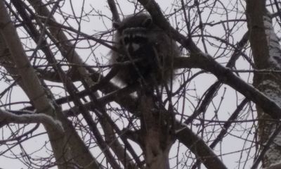 В Ярославле сбежавший енот спасался на дереве от ворон