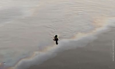 Росприроднадзор: содержание нефтепродуктов в Волге превысило предельную концентрацию в полтора раза