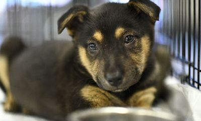 В Ярославле снова пройдет акция по раздаче животных в добрые руки