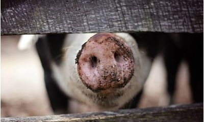 В Ярославле обнаружили очаг африканской чумы свиней