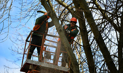 Больше тысячи деревьев опилят этой весной в Ярославле