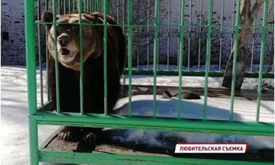 В Ярославском музее-заповеднике проснулась медведица Маша
