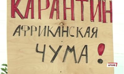 Губернатор Ярославской области ввел карантин из-за африканской чумы свиней