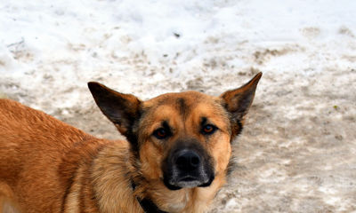С начала года в Ярославской области выявили пятый случай бешенства