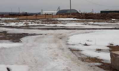 В Ярославской области временно закрыли ферму из-за бруцеллеза у животных