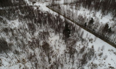 В Ярославле усилили меры по профилактике захода диких животных в черту города