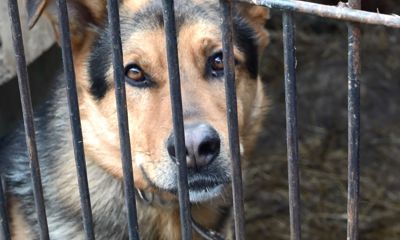 На ярославской набережной скоро может поселиться бронзовая собачка