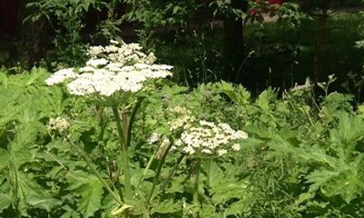 В Ярославской области на борьбу с борщевиком выделят 11 миллионов