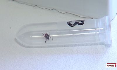 В Ярославской области проснулись клещи