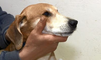 Лечебница для животных, ферма по разведению кроликов и салоны красоты: как государство помогло бизнесу в непростое время