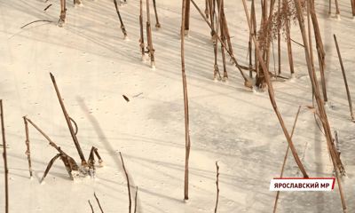 В водоеме под Ярославлем обнаружили сброшенные отходы непонятного происхождения