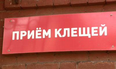 Клещи наступают: в Ярославле противоклещевую обработку начали раньше обычного