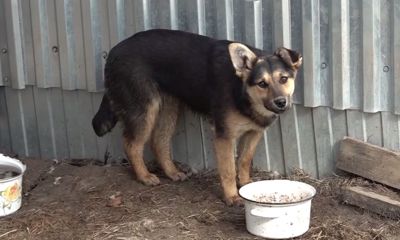 Программа «Спецкор»: бронзовую собаку посадят на ярославскую набережную