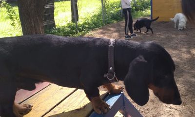 Привязали к дереву и оставили: в Ярославле хозяева бросили на улице собаку