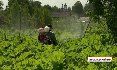 Более 11 миллионов рублей выделят из бюджета Ярославской области на борьбу с борщевиком
