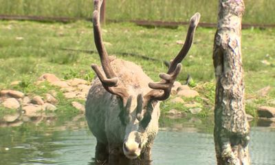 Потеплеет до плюс 37-ми: как в Ярославле переносят жару люди и животные