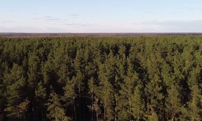 В Ярославле начали проверку в связи с вырубкой Воздвиженского бора