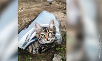 В Рыбинске неизвестный художник создаёт арт-объекты, расписывая простые валуны