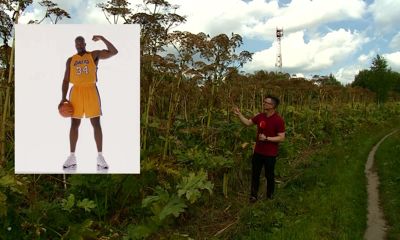 Территория в районе улицы Колышкина на Резинотехнике утопает в опасном растении