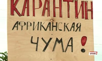 В Ярославской области из-за неблагоприятной ситуации по африканской чуме свиней запретили охоту