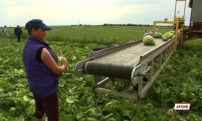«Борщевой набор» становится доступнее: цены на сезонные овощи в Ярославской области начали снижаться