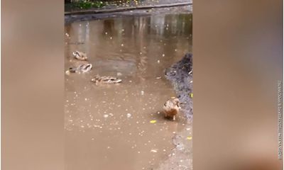 Ярославскую область накрыли проливные дожди