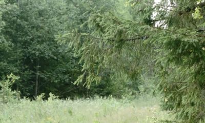 Сезон охоты на зайцев и лис открыли в Ярославской области