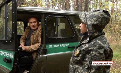 В Ярославской области в 2021 году с нарушителей лесного законодательства взыскано 11,5 миллионов рублей