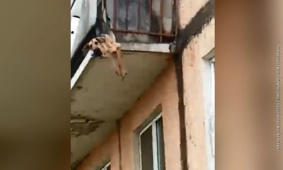 Истощённая собака, свисавшая с балкона дома в Тутаеве Ярославской области, находится в ветклинике