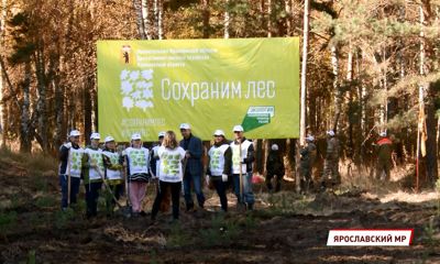 Вместо сгоревшего леса через несколько лет появится новый бор – в Ярославле прошло мероприятие в рамках акции «Сохраним лес»