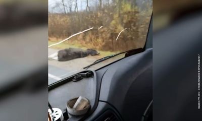Под Ярославлем сбили лося