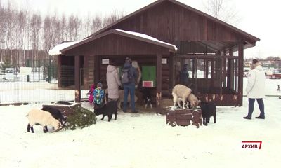 Ярославский зоопарк принимает в дар елки на корм животным